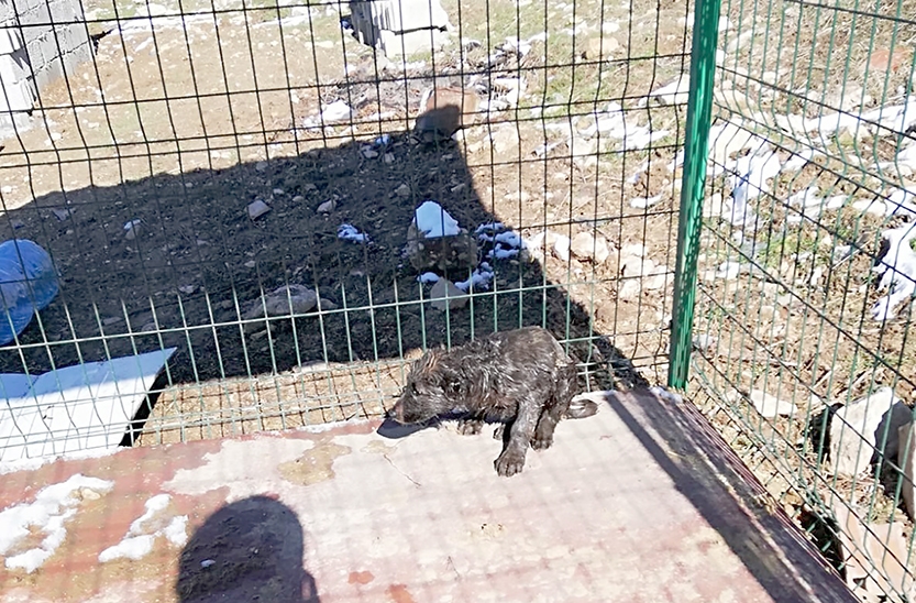 PETROLE BULANAN YAVRU KÖPEK KURTARILDI