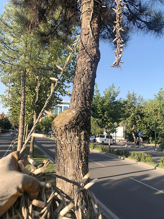 AĞAÇLARA ZARAR VEREN KABLOLAR TOPLANDI