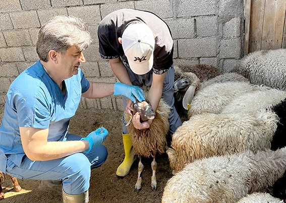 HAYVAN HASTALIKLARIYLA MÜCADELE SÜRÜYOR