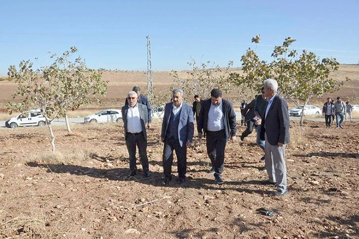 HÜDA PAR İL BAŞKANI ŞAHİN “FISTIK AĞAÇLARININ BULUNDUĞU YERDE TOKİ YAPILMAMALI”