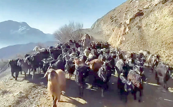 KAYBOLAN 150 KEÇİ DAĞLIK ALANDA BULUNDU