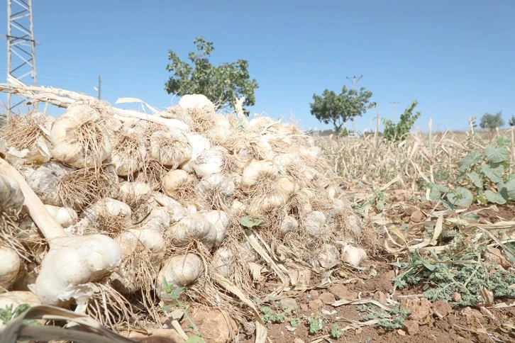 MEHİNA SARIMSAĞI HASADI YAPILDI