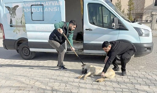 KISIRLAŞTIRMA VE AŞILAMA ÇALIŞMALARI DEVAM EDİYOR