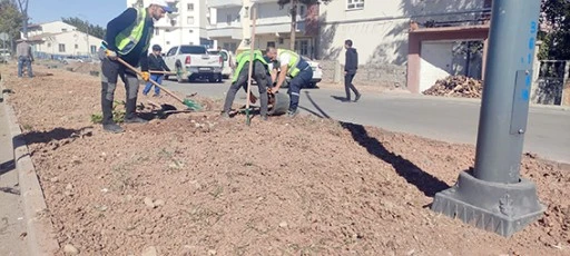 PARK VE BAHÇELERDE AĞAÇLANDIRMA VE ÇİMLENDİRME